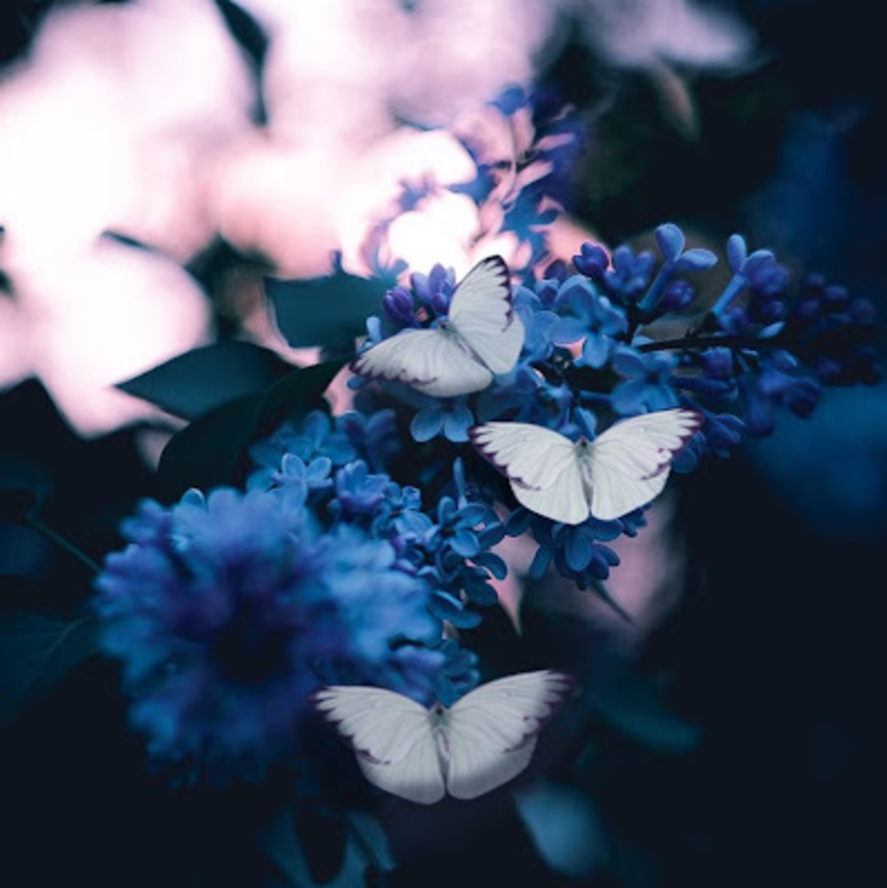 Meet your Posher, Kiya